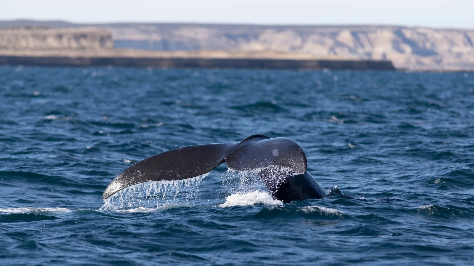 Discover the Enchanting Beauty of Patagonia
